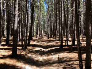 Sprague-Bierstadt Trail