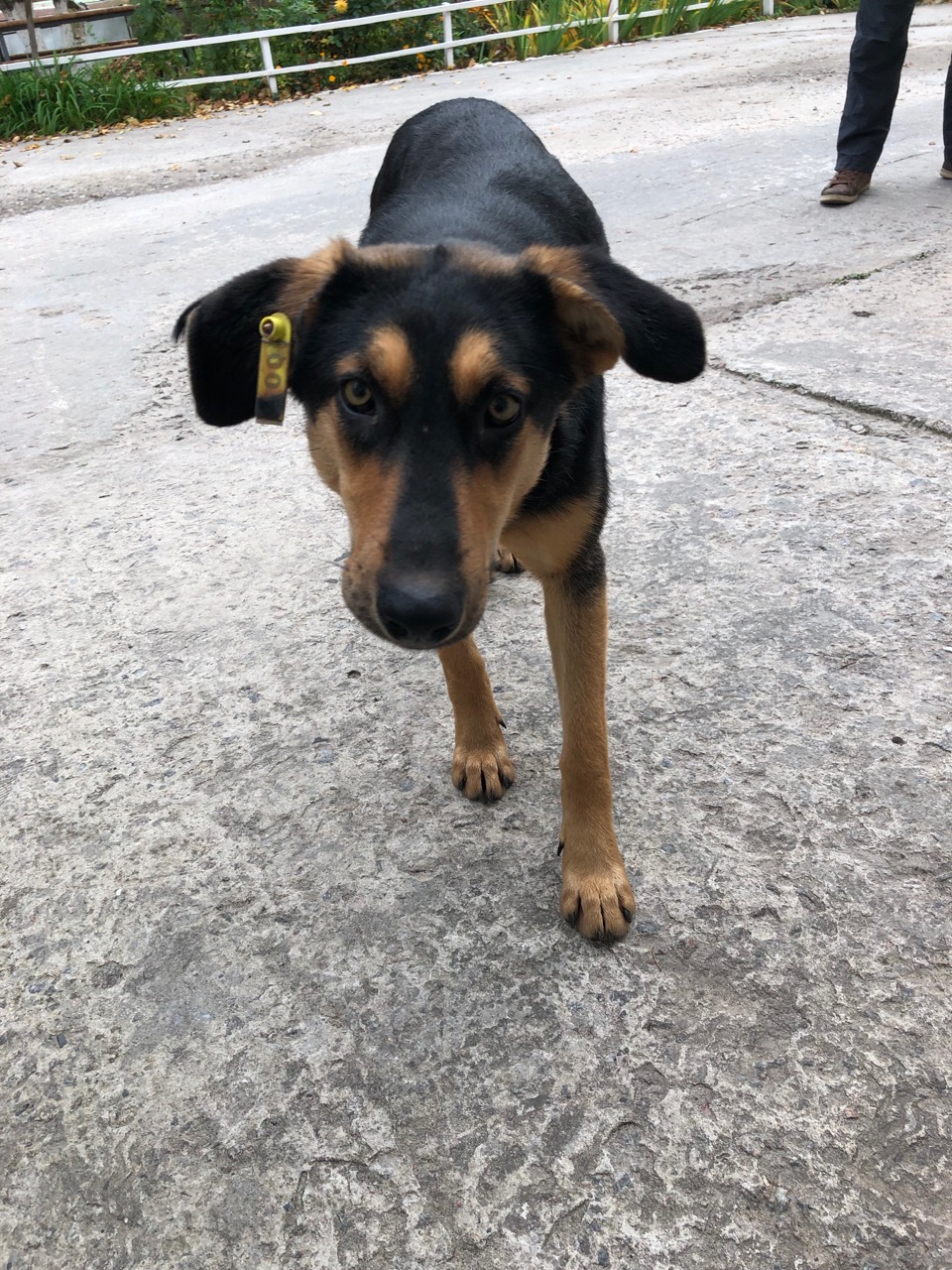 Radioactive Puppies of Chernoybl