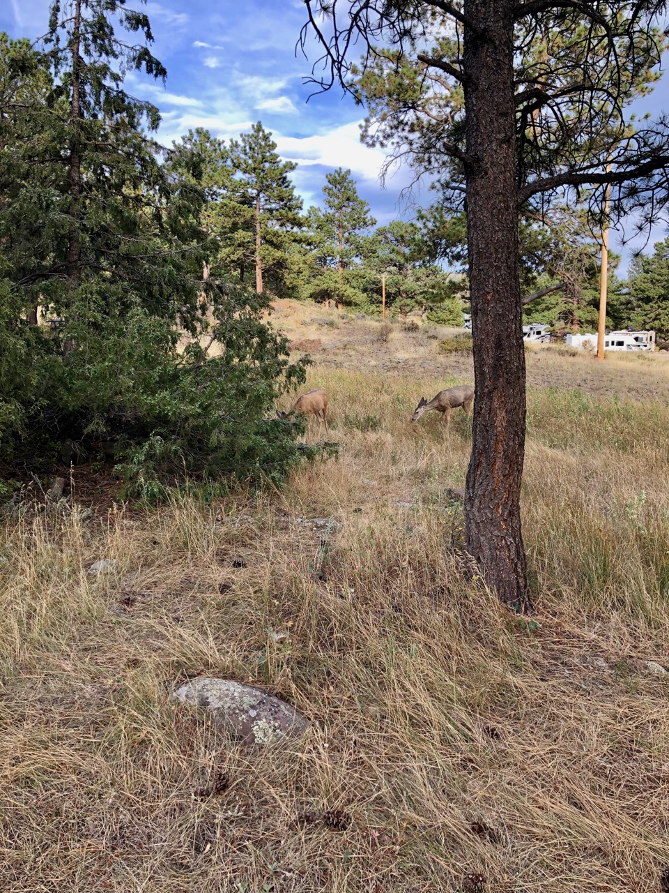 Baby Elk at Moraine Park Campground