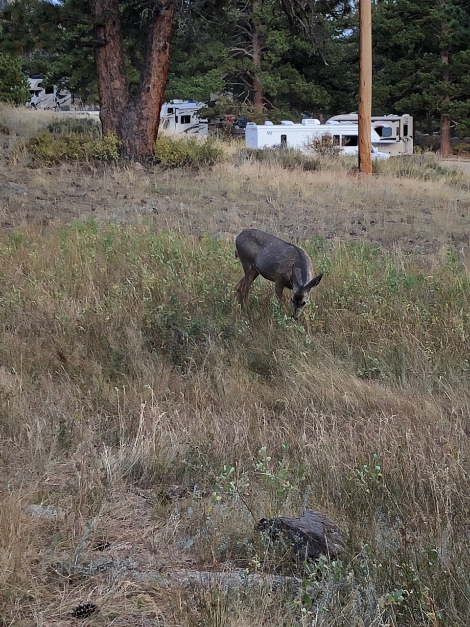 Baby Elk at Moraine Park Campground