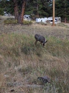 Baby Elk at Moraine Park Campground
