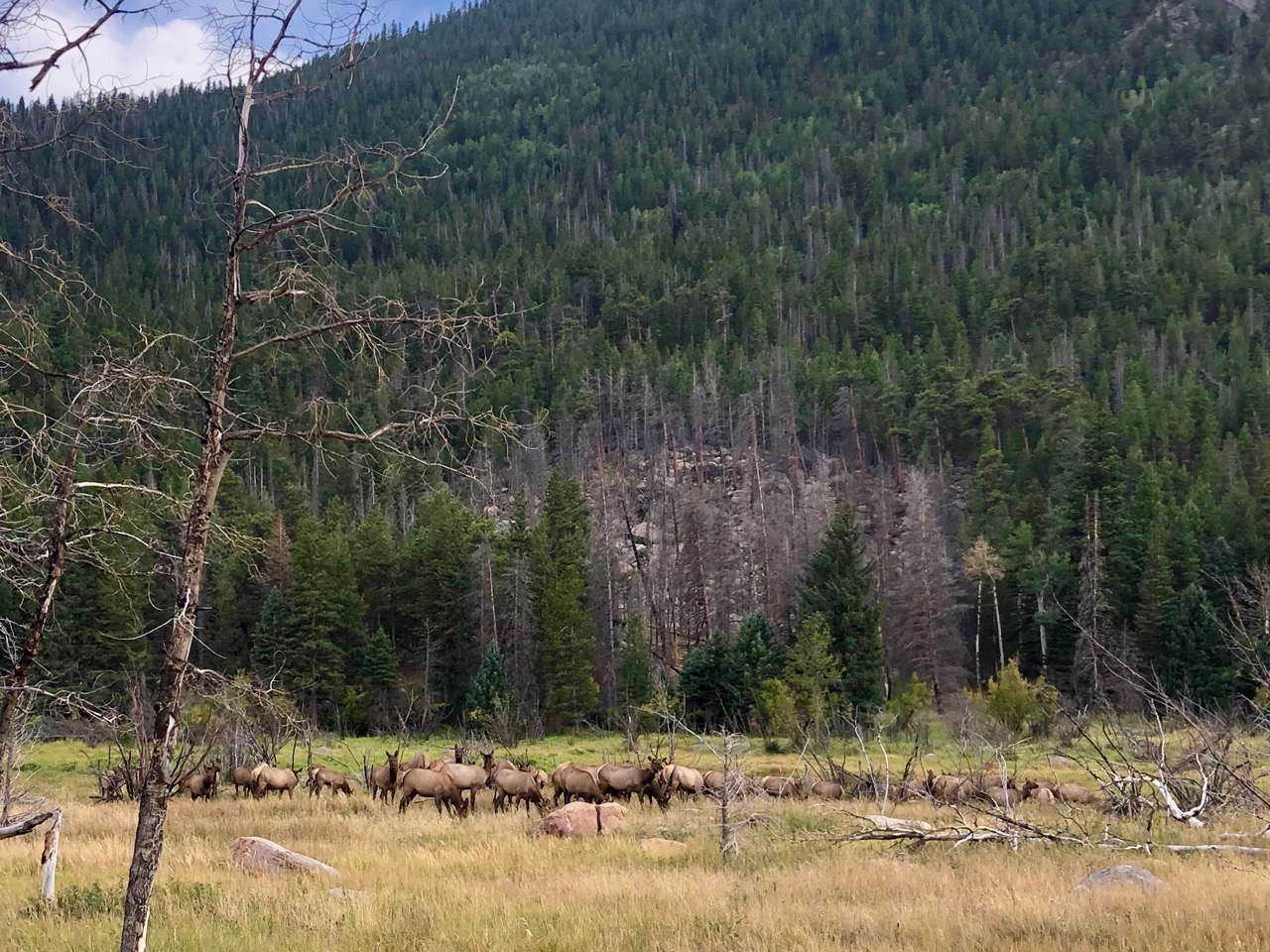 Moraine Park elk