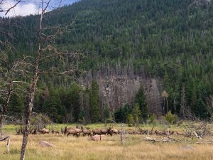 Moraine Park elk