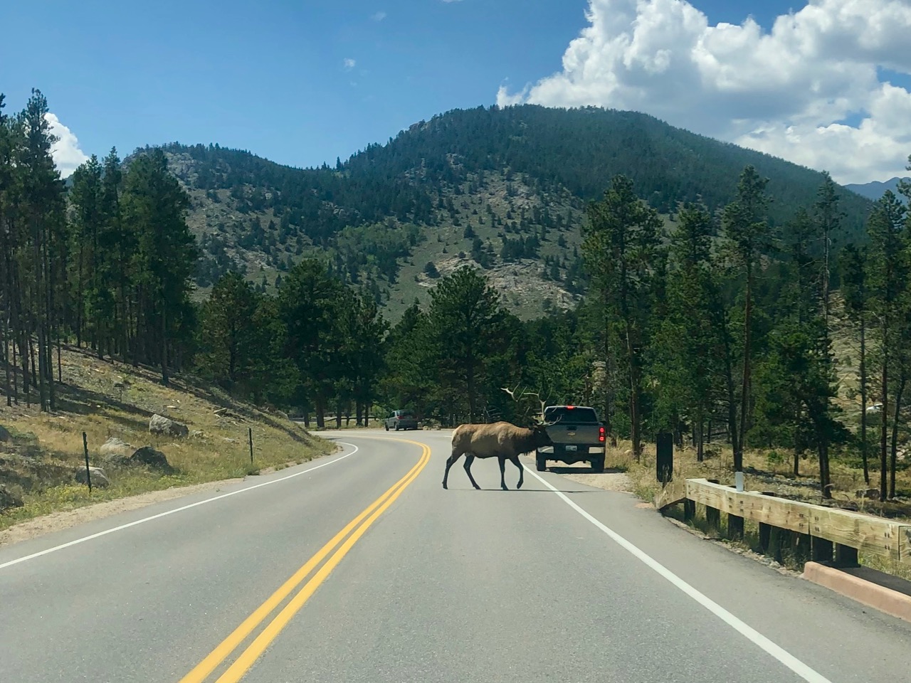 Elk Crossing