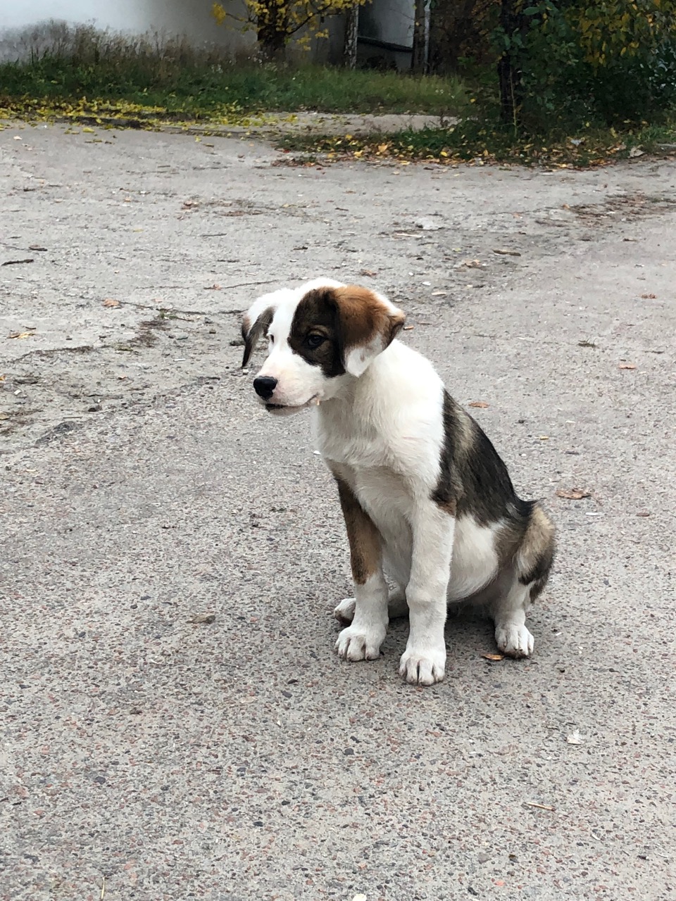Radioactive Puppies of Chernoybl